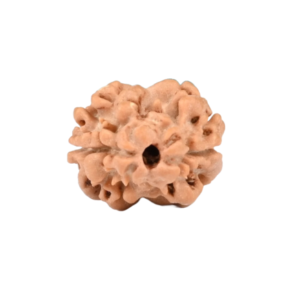 2 Mukhi Rudraksha
